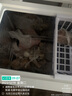 香雪海 单温小冰柜家用 冷冻保鲜迷你冷藏商用卧式冷柜 家用小型节能省电储母乳冰柜 【一级能效不锈钢内胆】 110L 实拍图