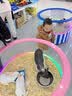 巴拉巴拉宝宝羽绒服男童童装婴儿秋冬女童外套轻薄舒适时尚萌趣潮 咖啡棕-小熊压胶-白鸭绒 100 （充绒量34g） 实拍图