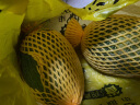 雅聪新疆吐鲁番哈密瓜西州密瓜网纹甜瓜应季生鲜水果 1-2个【3-4斤】 实拍图