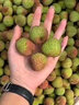 思卓（SIZHUO）黑叶荔枝【JD/顺丰闪送】现摘老树新鲜荔枝笑白罂糖味桂妃子 实拍图
