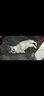 申亚威能宠物复合维生素猫咪狗狗维力多美毛防掉毛脱毛猫藓调理肠胃提高免疫力保健 3瓶 300g 狗用600片 实拍图