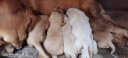 夸克狗粮 金毛阿拉斯加拉布拉多哈士奇马犬萨摩耶德牧中大型犬通用粮 幼犬20kg40斤 实拍图