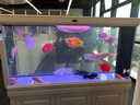 汉霸大型龙鱼缸超白玻璃生态底滤鱼缸家用办公室智能鱼缸水族箱 典雅白 标准款1.5米长x40cm宽x155cm高（屏风） 晒单实拍图