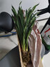 超香兰花 红贵人浓香型盆栽四季好养建兰花卉绿植兰草兰花苗 红贵人4苗 不含盆 实拍图