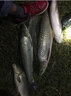 达瓦本川日本进口碳素台钓鱼竿手竿超轻超硬鲫鱼竿十大综合竿28调19调 6.3m (超硬19调)+双竿稍 实拍图