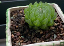 墨一玉露多肉植物带盆栽好蓝镜玉露办公室桌面盆栽植物花卉教师节礼物 【属兔玉露】组合 带盆栽好 实拍图