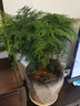 文竹盆景植物 室内绿色盆栽桌面观叶花卉绿植 大文竹5年苗【2盆】 不含盆 实拍图