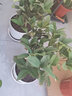 锦枫（jinfeng）桂花树苗盆栽植物办公室内花卉四季开花好养易活的客厅绿植小盆景 4年苗包开花+仿木桶带底托 原土发货 实拍图