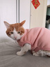 昙蓓漫猫咪衣服防掉毛夏季猫咪狗狗衣服宠物衣服幼猫中小型犬春秋衣服 粉色熊熊头(XL码建议8-12斤) 【猫狗通用/透气舒适】 实拍图