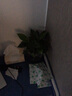 锦枫锦枫（jinfeng）办公室水培绿植花卉盆栽玻璃花盆水培植物 办公室B【4盆】 含盆栽好 实拍图