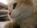 慕熙猫草磨牙棒零食冻干鸡肉宠物猫咪食物去毛球温和排毛即食不吃可退 10根（升级款富含维C维E） 实拍图