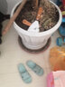 雅亭 鑫腾花卉 圆形塑料托盘 花盆托盘 托盘 圆形波浪边 塑料花盆盆栽 500内径口径40厘米 砖红色 实拍图