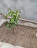 蓝馨花苑嫁接柚子树苗南方北方种植盆栽地栽阳台庭院果树苗柚子苗当年结果 沙田柚 5年壮苗 当年结果多多 实拍图