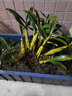 蓓莅鼓槌石斛 观赏盆 黄花卉绿植盆栽观赏鲜条棒槌石斛兰附生吊兰花 精选鼓槌2斤送植料 裸根不带土 实拍图