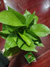 中梦花卉盆栽水培植物室内花绿植水养盆栽 绿萝6棵 不含盆 实拍图
