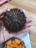 小平岛（xiaopingdao）马粪海胆1斤大连海胆新鲜生鲜水产刺身日料蒸蛋即食 马粪海胆500g（10-14个左右） 实拍图