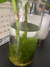 奇敬大号直筒高硼硅玻璃花瓶马醉木富贵竹专用花瓶客厅酒店花瓶摆件 【口10×高20cm】 玻璃花瓶（不含花） 实拍图