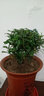 欧芽清香胡椒木植物办公室桌面绿植花卉 盆栽室内客厅 清香木盆景苗【郁金香陶瓷盆】 含盆 实拍图