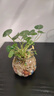 若绿铜钱草盆栽套餐 室内盆栽植物土培水培花卉绿植源头直发包邮 铜钱草（吊环南瓜瓶）套装 实拍图