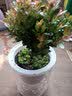萌肉居小叶赤楠盆栽室内绿植花卉养盆景常绿小叶赤楠苗+早安盆源头直发 实拍图