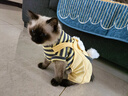 华元宠具（hoopet）猫咪衣服防掉毛蓝猫宠物布偶英短美短秋冬薄款冬季保暖可爱四脚衣 【薄绒款】俏皮猫咪背带裤黄色 M-（建议6-10斤） 实拍图