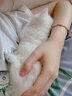 涴喵 纯种宠物猫咪活体金银渐层幼猫全程辅助养猫签订合同双重保障 宠物级 银渐层猫 实拍图