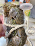 【活蟹】阳澄佳缘大闸蟹 现货鲜活大螃蟹全母 海鲜水产生鲜礼盒装 【精选】六月黄2.0-2.3两八只装 实拍图