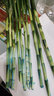 锦枫（jinfeng）富贵竹观音竹水培植物水培花卉盆栽大叶竹转运竹水养客厅绿植水养 85cm大叶富贵竹10棵 不含盆 实拍图