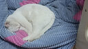 YITO 宠物鱼油靓毛爆猫粉美毛亮毛黑鼻头卵磷脂美毛护肤猫狗掉毛鱼油 宠物深海鱼油40粒/瓶 实拍图