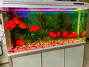 金利佳（Jeneca） 鱼缸专用背景纸水族箱高清背景画龟缸背景图饲养缸贴纸壁纸壁画 70高122长（浏览详情选款式） 实拍图