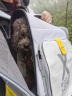 小佩宠物背包灰色 透明透气外出用大号便携小型犬双肩猫包 实拍图