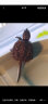 诗轩原种纯佛爆刺鳄龟杂佛龟苗宠物龟小鳄佛罗里达乌龟活体北美鳄龟 3-4 厘米 两只 情侣一对 实拍图