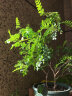 月娥尿素化肥蔬菜家庭园艺 氮肥果树 种花种菜农用化肥肥料 尿素250克 实拍图