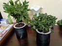 欧悟 室内办公桌面绿植净化空气除甲醛水培植物小绿植花卉盆栽绿萝 金鱼吊兰 带盆栽好 实拍图