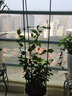 柯必达 爬藤架花架 植物攀爬架铁艺架子月季铁线莲花架爬藤花支架 伸缩型 高1.2m(3杆4圈) 实拍图
