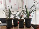 劉閣蘭花兰花苗 香妃 有香味的夏带花苞出售室内外花卉绿植盆栽草观花植物 铁骨金针5苗加盆土肥，说明书 实拍图