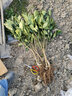 蓝馨花苑嫁接柚子树苗南方北方种植盆栽地栽阳台庭院果树苗柚子苗当年结果 红心蜜柚 4年苗 当年结果 实拍图