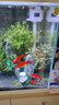 森森（SUNSUN） 超白玻璃小鱼缸客厅小型桌面家用水族箱生态免换水金鱼缸 HE600+假山景2套ZJ-18(内置棉和滤材) 实拍图