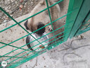 康贝尼狗碗不锈钢猫碗悬挂式笼子固定狗盆食盆喝水碗防打翻 宠物用品 大号/18cm/70斤内狗用 实拍图