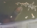 海豚黄缘龟粮半水龟乌龟剃刀蛋龟白化龟金石龟饲料种龟幼龟苗幼龟食 2.5kg 石钱龟（黑颈）条状L/约5mm 实拍图