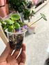 寿禾凤仙花种子苗可盆栽四季花卉籽 中国凤仙(混色)种子1000粒/袋x3 实拍图