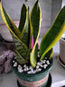 萌肉居金边虎皮兰盆栽虎尾兰耐旱桌面绿植花卉金边虎皮兰原盆源头直发 实拍图