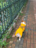 SLPC狗狗雨衣中型犬柯基雨衣泰迪小狗雨衣防水博美雪纳瑞法斗大狗雨披 黄色 4XL（适合28到35斤左右） 实拍图