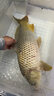 北溟鱼鱼竿飞龙苍穹19调钓鱼竿手竿黑坑鲤鱼竿轻硬碳素台钓竿 5.4m 苍穹 实拍图