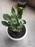 玫瑰情缘重瓣绿植沙漠玫瑰苗观叶观花植物当年开花盆栽花卉 3年沙漠玫瑰C114花色 不含盆 实拍图