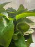 花行榜绿萝盆栽室内植物新房家用净化空气水培绿植花卉大叶吊兰源头直发 实拍图