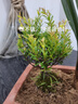 小叶赤楠老桩盆栽盆景迷你植物室内花卉办公室桌面小绿植好养四季 小叶赤楠《不带盆》 实拍图