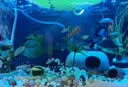 疯狂水草米奇鱼玛丽活体胎生小型淡水观赏鱼水族箱热带耐活孔雀鱼同款鱼苗 【精品金牡丹】买4条送2条 共6条 实拍图