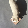爪子心选（PETCHOICE）猫咪零食冻干宠物狗狗鸡胸肉多春鱼三文鱼干鸭肉牛肝蛋黄 鸡胸肉冻干50g（限时买1送1） 实拍图