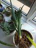雅卉（YAHUI）盆栽苗含盆不夜城 库拉索芦荟盆 库拉索3年苗 不含盆 实拍图